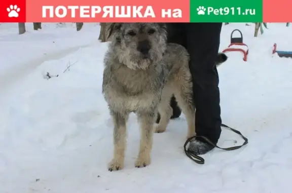 Пропала собака в Электростали на ул. Мира-Николаева