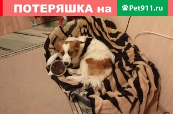 Найдена травмированная собака на пр. Победы