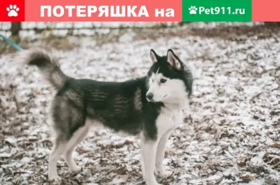 Пропала собака в Нижнем Новгороде, Советский р-он