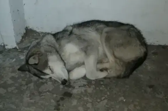 Найдена собака в районе Первомайки, ищем старых хозяев