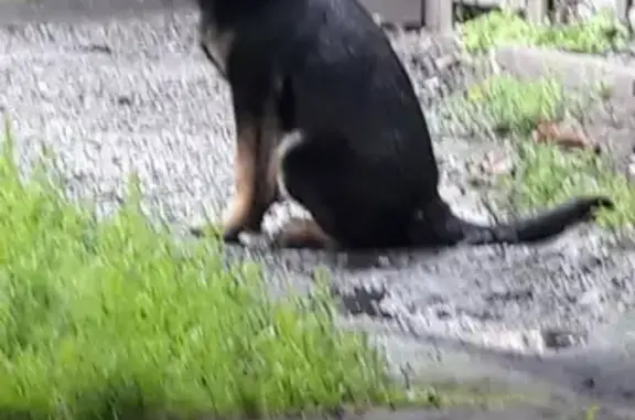 Собаки потеряшки, Междуреченский городской округ, фото: Потеряшка немецкая овчарка в поселке Чебалсу, Кемеровская область