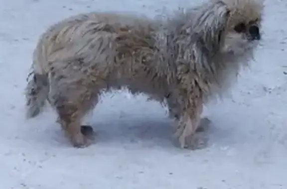 Пропала собака Маня на Северском КПП