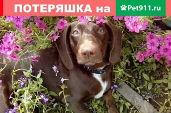 Пропала собака Соня на улице Суворова