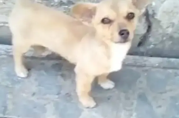 Пропала собака Мотя в районе Севастопольской/Пианинки, г. Артём.