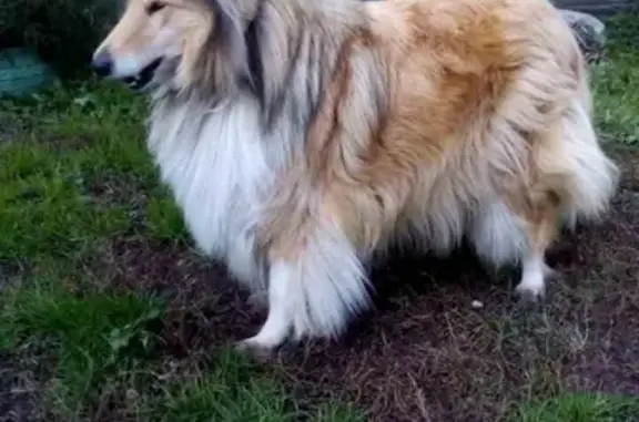 Пропала собака КОЛЛИ в Шуваево, Красноярский край