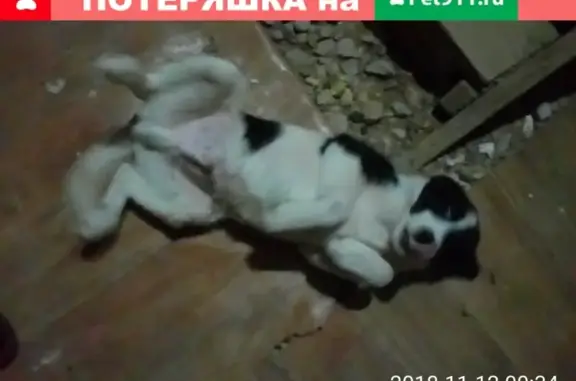 Пропала собака Рим в Усолье, Бабинова 59