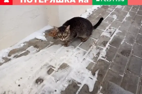 Голодная кошка у магазина в Костроме