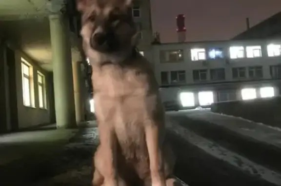 Найдена собака на ул. Авангардной, СПб