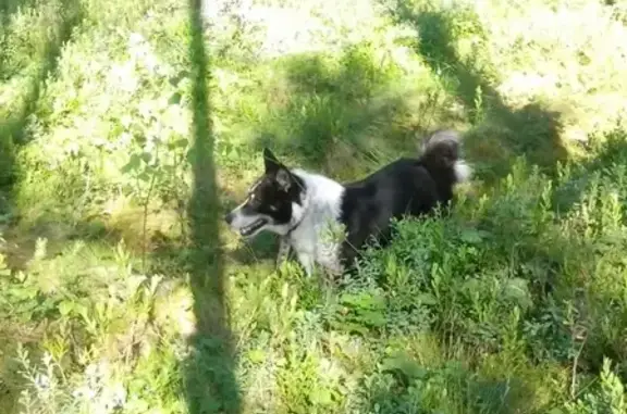 Пропала собака Туман, черно-белый лайка с поврежденным ухом.