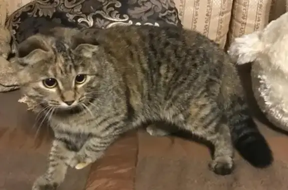 Найдена кошка на улице Кирова