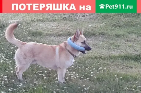 Пропала собака Макс в деревне Госткино, Ленинградская область