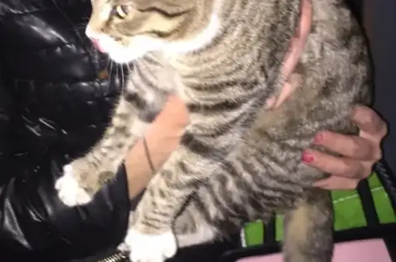 Найдена ручная кошка в Липецке