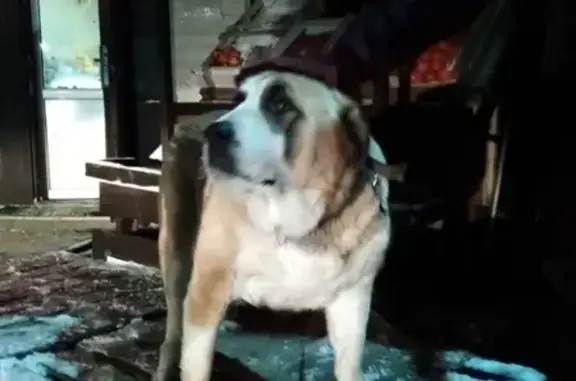 Найдена контактная собака в дер. Алабушево, Солнечногорский район