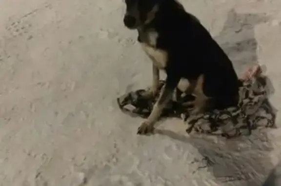 Найдена собака в Красноярском крае, ищет хозяина/новый дом.