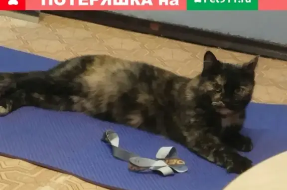 Найдена домашняя кошка в Челябинске #кошки_дом