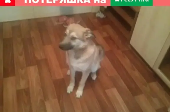 Найдена собака в Иваново, район Пустошь Бора