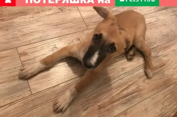 Собака найдена на улице Марченко, Челябинск