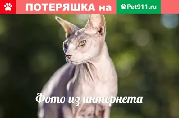 Найдена кошка на ул. Руставели в СПб