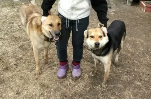 Собаки потеряшки, Кузьмищенское, фото: Потеряшкаи собаки в Костромском районе, помогите найти!