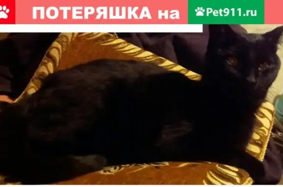 Найден кот в районе 12 микрорайона, Кирова 128.