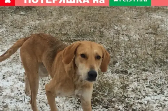 Пропала охотничья собака в Киржаче, возможно на трассе 108.