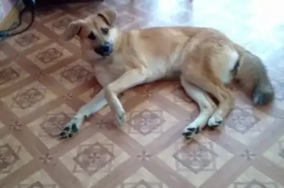 Пропала собака в Киреевске, помогите найти!