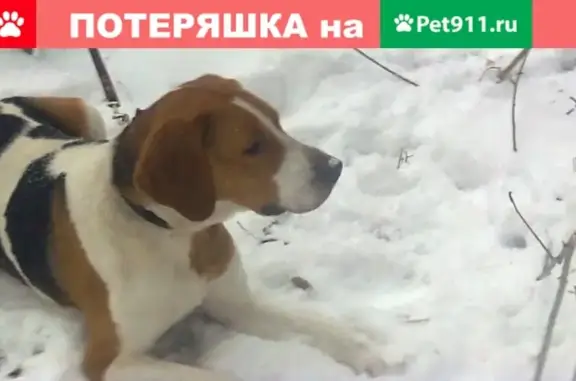 Пропала собака в Александровском районе