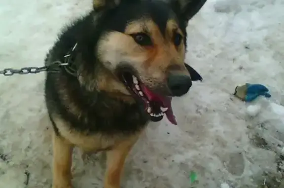 Пропала собака Тимур в Костроме