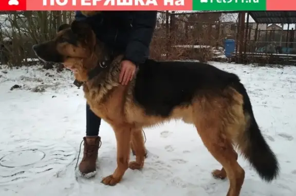 Найдена собака в Петрозаводске.