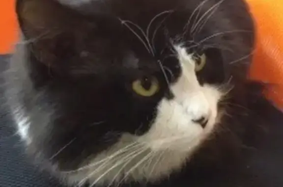 Найден черно-белый кот на ул. Опалихинская