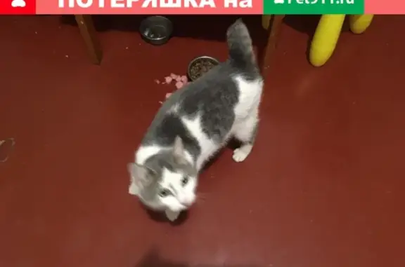 Найден кот в районе роддома, Альметьевск.