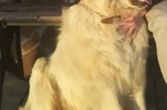 Собаки потеряшки, Холм-Жирковский, фото: Потеряшка собака Симон в Холм-Жирковском