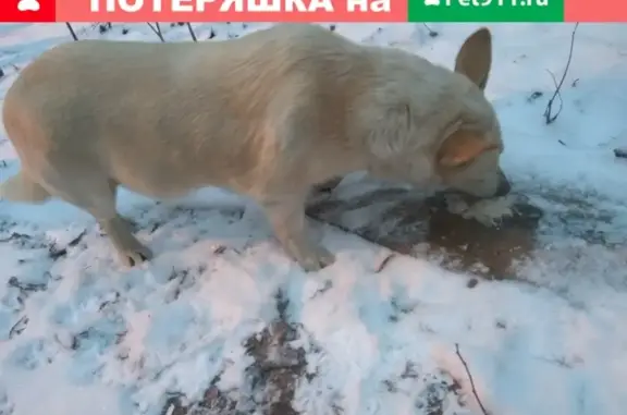Пропала собака в Всеволожске, Бернгардовка.