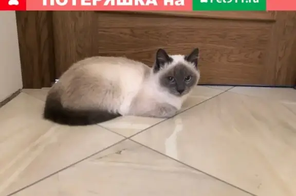 Пропал котенок в Волоколамске после аварии
