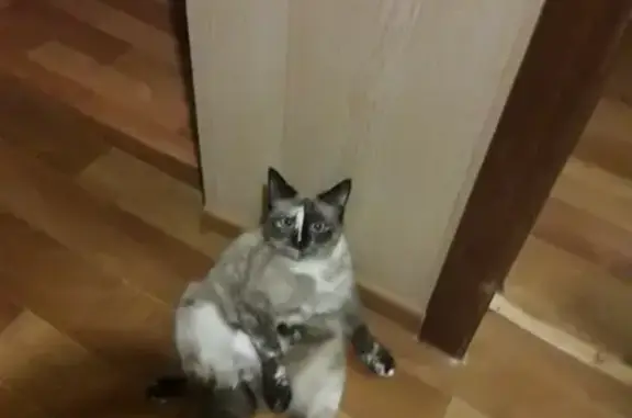 Пропала кошка Соня в Астрахани
