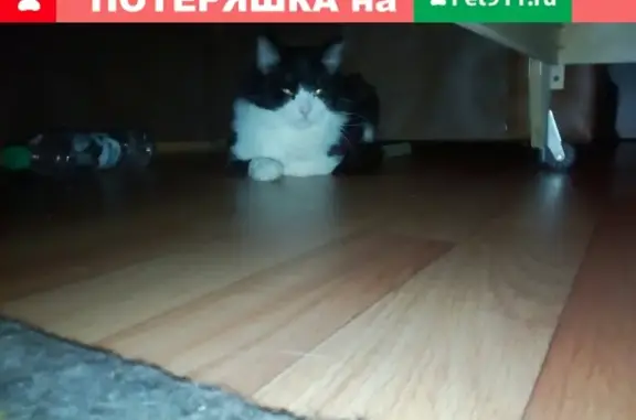 Кошки потеряшки, Набережные Челны, фото: Потеряшка кот на Грина 5а в Набережных Челнах