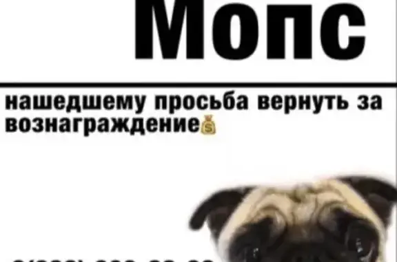 Пропала собака Хлоя в Шахтах, Ростовская область