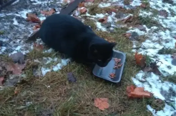 Найден чёрный кот на Московском проспекте 145, СПб