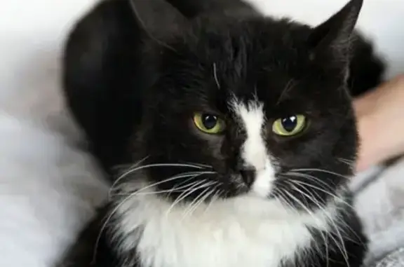 Найден кот Сергей черный с белым, кастрированный, спокойный. Томск.