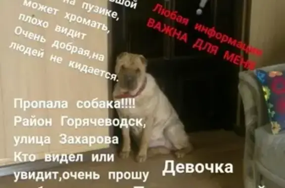 Пропала собака на улице Захарова, район Горячеводск, вознаграждение гарантировано.