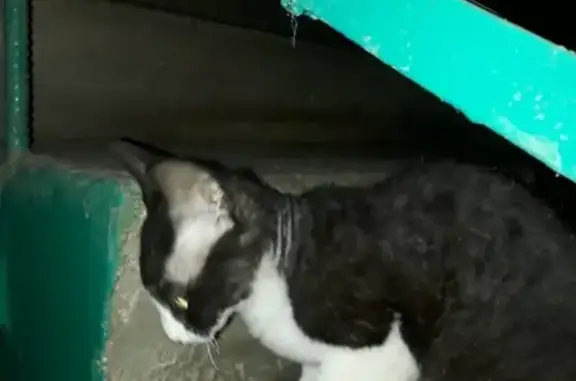 Найдена сфинксовая кошка на Магистральной, нужна передержка