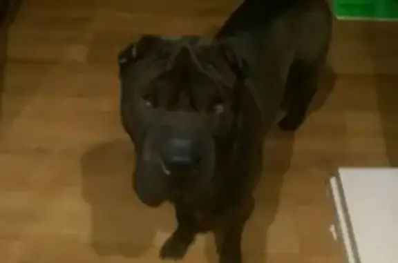 Пропала собака в Сургуте: ищем чёрного шарпея!