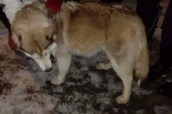 Пропала собака в ЖК «Светлый», Куюки, Казань.