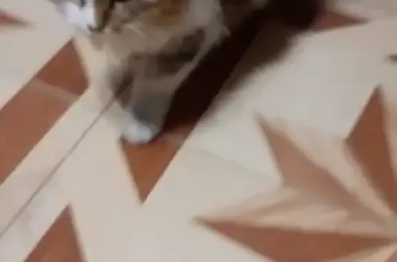 Найдена кошка с ошейником в Майкопе