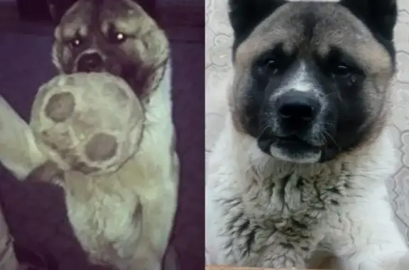 Пропала собака Американская Акита в Вырыпаевке, Ульяновск.