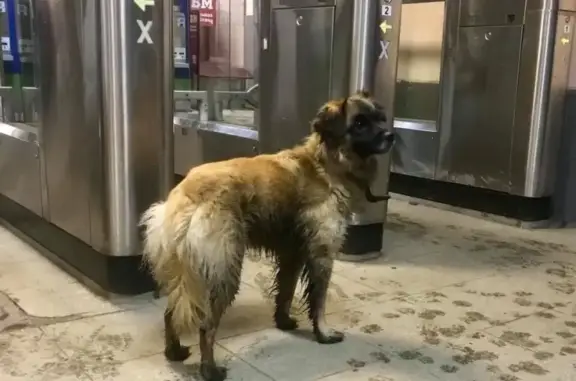Найдена собака на Перловской станции в Мытищах