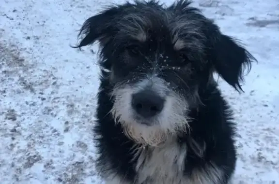Найдена собака в Павлово-Посадском районе!