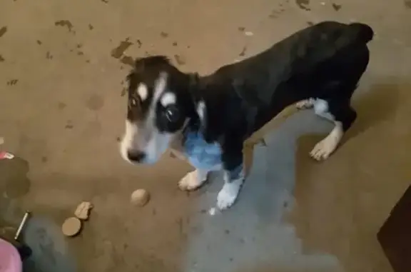 Найдена собака в Стерлитамаке, ищем хозяина
