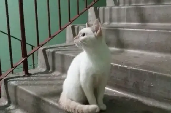 Найден котик в Калининском районе СПБ.