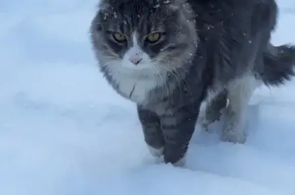 Пропала кошка Кузя в Омутнинске, район Магнит.